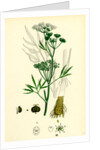 Cicuta Virosa Water Hemlock by Anonymous