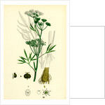 Cicuta Virosa Water Hemlock by Anonymous