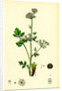 Apium Graveolens Wild Celery by Anonymous