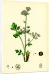 Apium Graveolens Wild Celery by Anonymous
