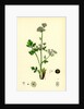 Apium Graveolens Wild Celery by Anonymous