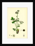 Apium Graveolens Wild Celery by Anonymous