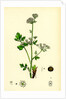 Apium Graveolens Wild Celery by Anonymous