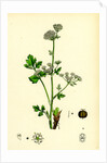 Apium Graveolens Wild Celery by Anonymous