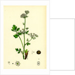 Apium Graveolens Wild Celery by Anonymous