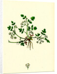 Helosciadium Nodiflorum Var. Repens Procumbent Water-Parsnip Var. B. by Anonymous