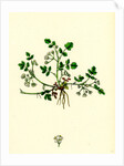 Helosciadium Nodiflorum Var. Repens Procumbent Water-Parsnip Var. B. by Anonymous