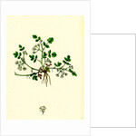 Helosciadium Nodiflorum Var. Repens Procumbent Water-Parsnip Var. B. by Anonymous