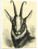 Head of Chamois Switzerland by Anonymous
