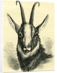 Head of Chamois Switzerland by Anonymous