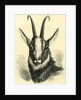 Head of Chamois Switzerland by Anonymous