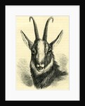 Head of Chamois Switzerland by Anonymous