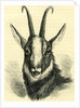 Head of Chamois Switzerland by Anonymous