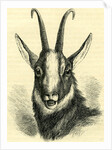 Head of Chamois Switzerland by Anonymous