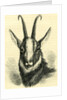 Head of Chamois Switzerland by Anonymous