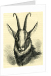 Head of Chamois Switzerland by Anonymous