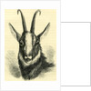 Head of Chamois Switzerland by Anonymous
