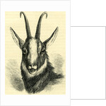 Head of Chamois Switzerland by Anonymous