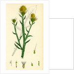 Centaurea Solstitialis St. Barnaby's Thistle by Anonymous