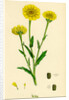 Chrysanthemum Segetum Corn Marigold by Anonymous