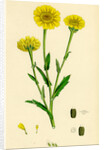 Chrysanthemum Segetum Corn Marigold by Anonymous