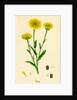 Chrysanthemum Segetum Corn Marigold by Anonymous