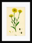 Chrysanthemum Segetum Corn Marigold by Anonymous
