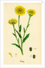 Chrysanthemum Segetum Corn Marigold by Anonymous