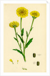 Chrysanthemum Segetum Corn Marigold by Anonymous