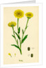 Chrysanthemum Segetum Corn Marigold by Anonymous