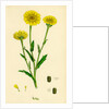 Chrysanthemum Segetum Corn Marigold by Anonymous