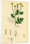 Chrysanthemum Parthenium Common Feverfew by Anonymous