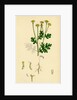 Chrysanthemum Parthenium Common Feverfew by Anonymous