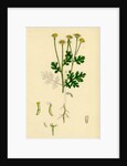 Chrysanthemum Parthenium Common Feverfew by Anonymous