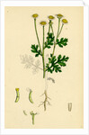 Chrysanthemum Parthenium Common Feverfew by Anonymous