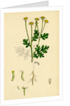 Chrysanthemum Parthenium Common Feverfew by Anonymous