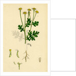 Chrysanthemum Parthenium Common Feverfew by Anonymous