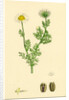 Chrysanthemum Inodorum Var. Maritimum Scentless Mayweed Var. B. by Anonymous