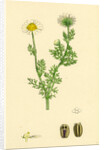 Chrysanthemum Inodorum Var. Maritimum Scentless Mayweed Var. B. by Anonymous