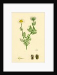 Chrysanthemum Inodorum Var. Maritimum Scentless Mayweed Var. B. by Anonymous