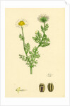Chrysanthemum Inodorum Var. Maritimum Scentless Mayweed Var. B. by Anonymous