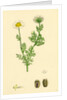 Chrysanthemum Inodorum Var. Maritimum Scentless Mayweed Var. B. by Anonymous