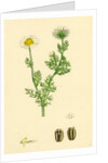 Chrysanthemum Inodorum Var. Maritimum Scentless Mayweed Var. B. by Anonymous