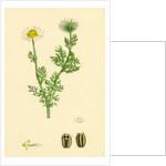 Chrysanthemum Inodorum Var. Maritimum Scentless Mayweed Var. B. by Anonymous