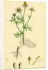 Chrysanthemum Chamomilla Wild Chamomile by Anonymous