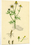 Chrysanthemum Chamomilla Wild Chamomile by Anonymous