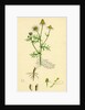 Chrysanthemum Chamomilla Wild Chamomile by Anonymous