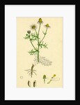 Chrysanthemum Chamomilla Wild Chamomile by Anonymous
