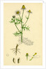 Chrysanthemum Chamomilla Wild Chamomile by Anonymous