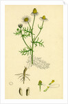 Chrysanthemum Chamomilla Wild Chamomile by Anonymous